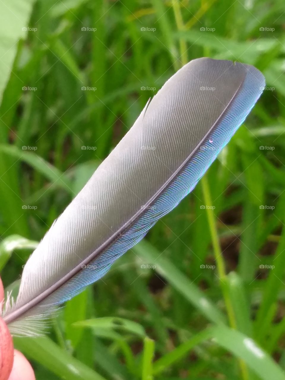 bird's feather