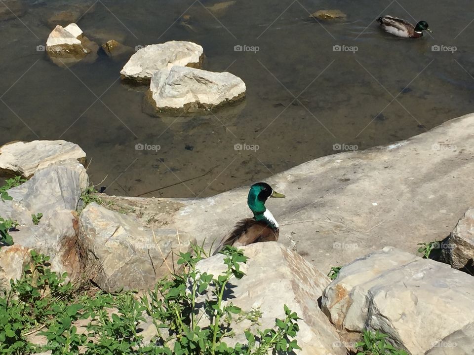 A Daddy Duck Camouflaged. Copyright © CM Photography. May 2019.