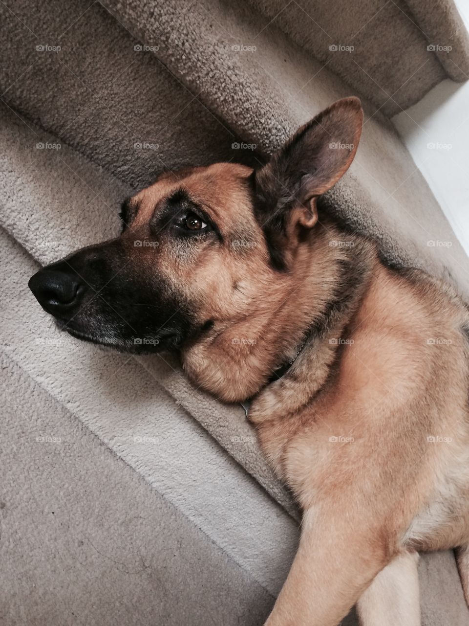 Lazy German shepherd blocking the stairs
