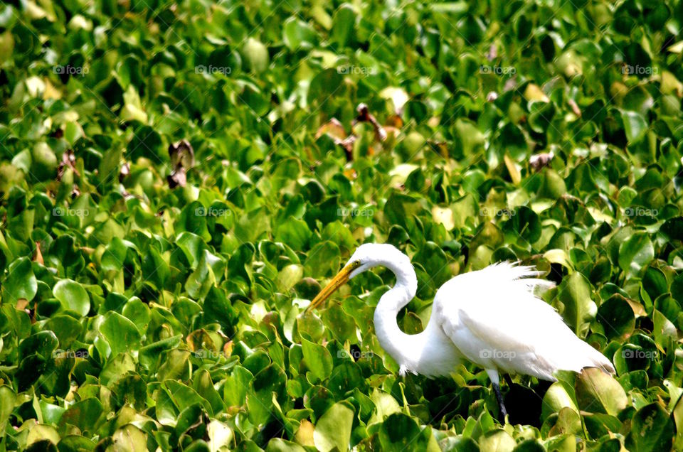 Snowy Egret