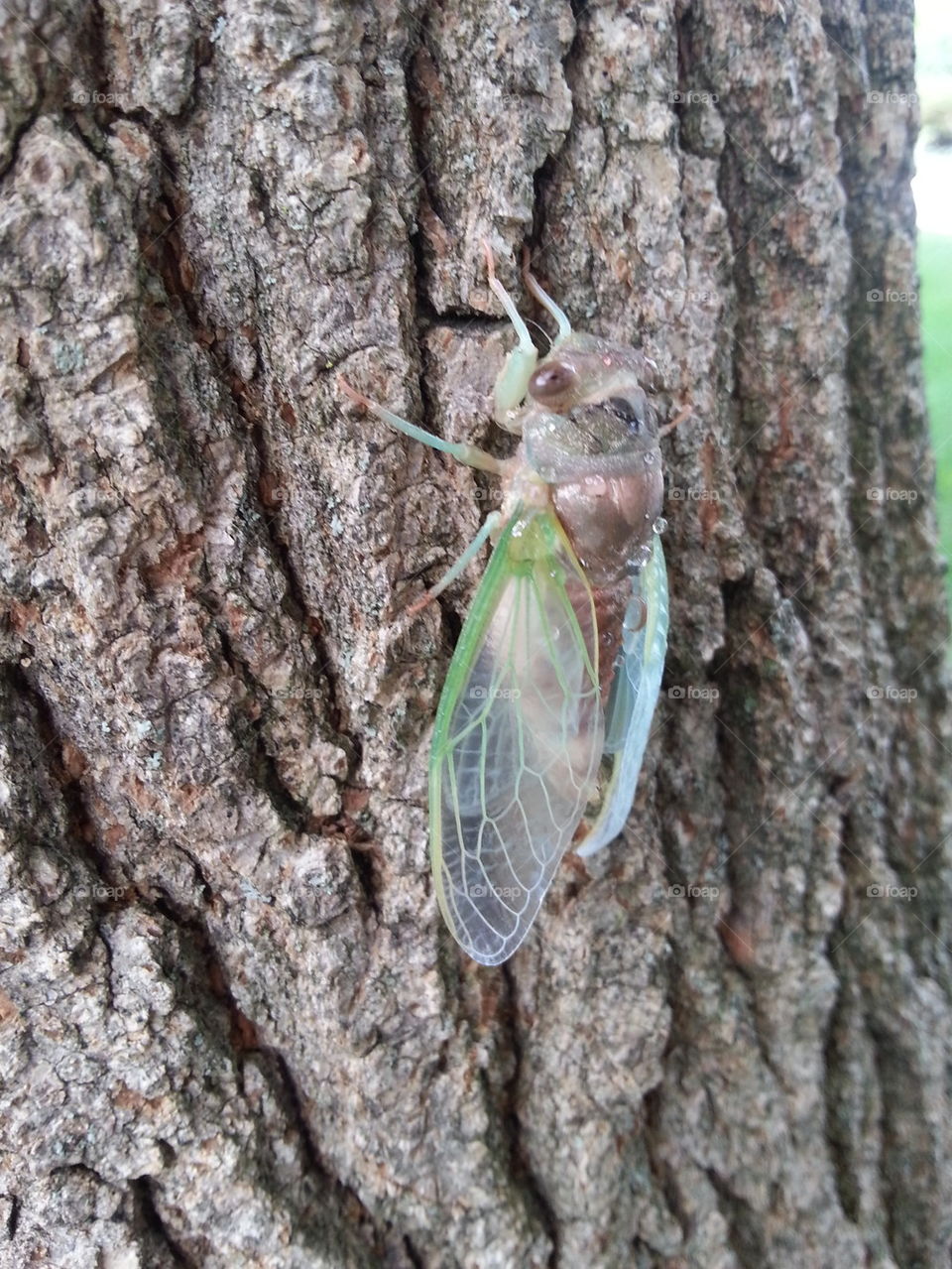 neongreencicada