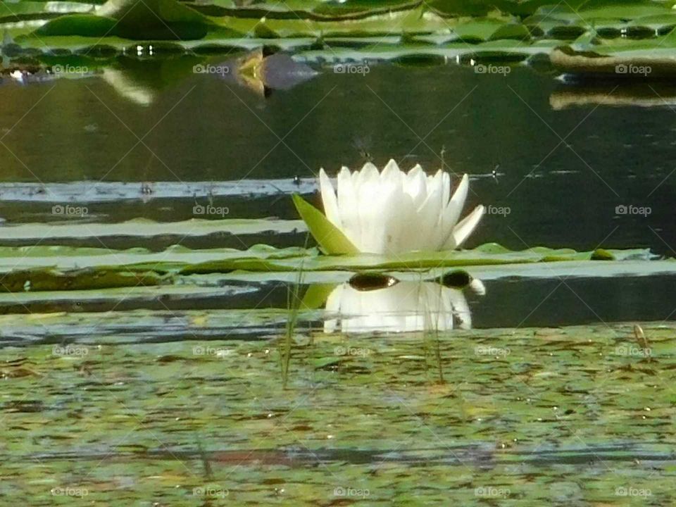 Florida Pond Lily