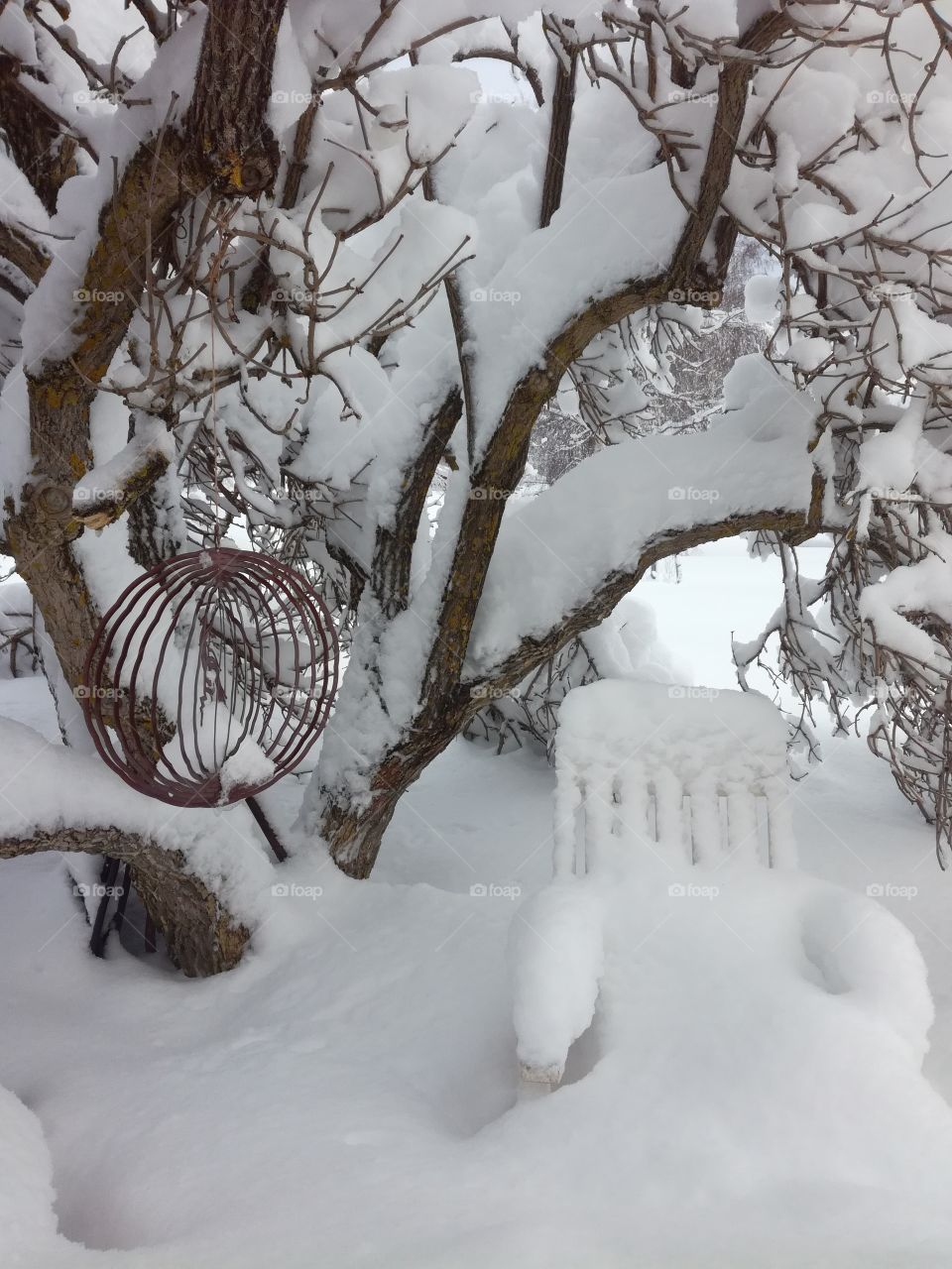Winter, Snow, Cold, Frost, Tree