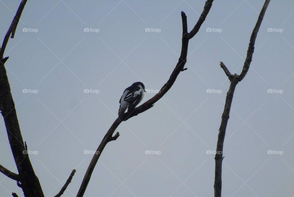 Pied thriller male perchs at dryng wood. The male soliter one interest outside of the forest. The species's good in geologycal spreading from the lowland site mangrofe, village, homogen forest until the side of montana kind theme.