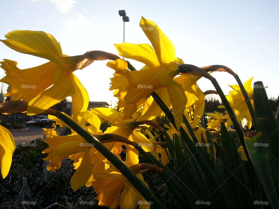 Daffodils in Sunlight . Evening sunlight highlights these flowers at Junction 192, a shopping center in Bonney Lake. 