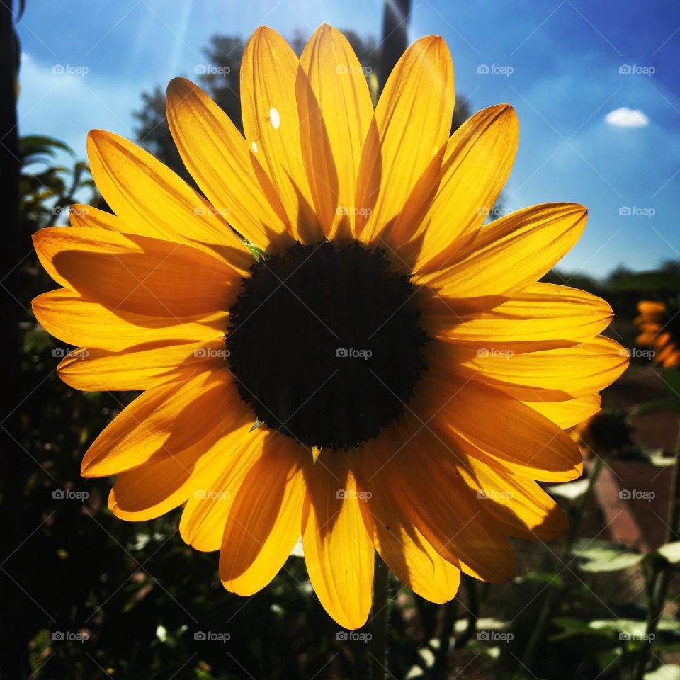 Fall sunflower 