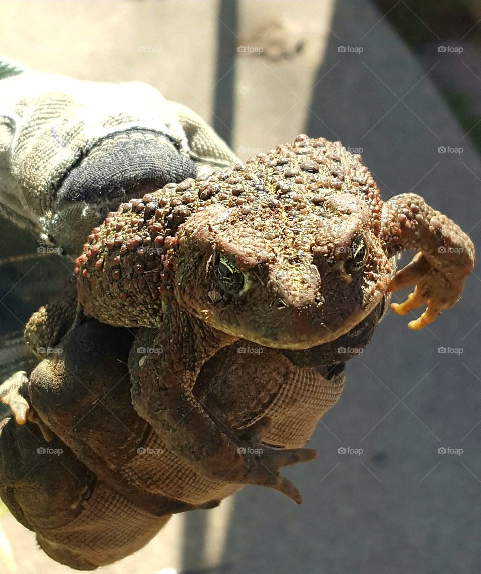 while working on the grades today we found a frog the largest I have seen yet in my garden.