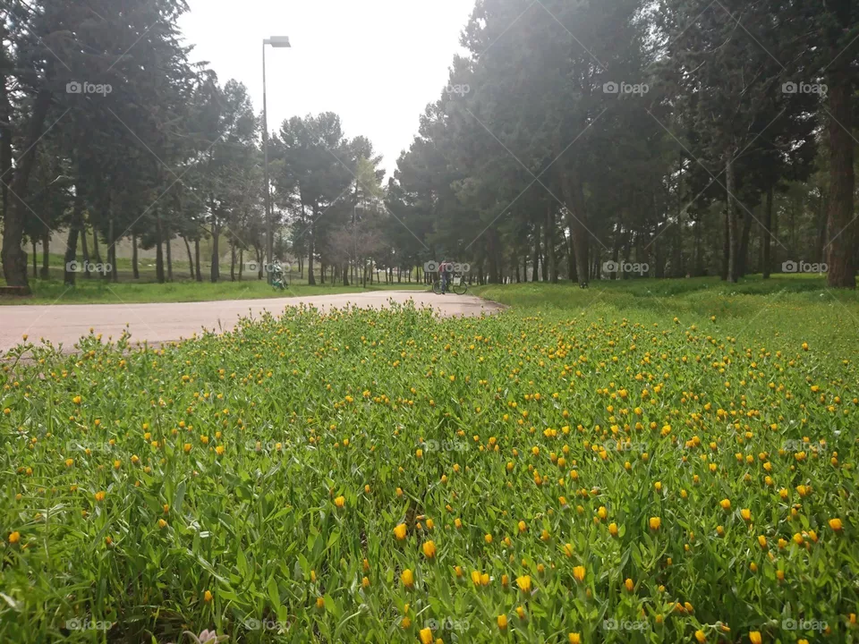 El paisaje de parque 
