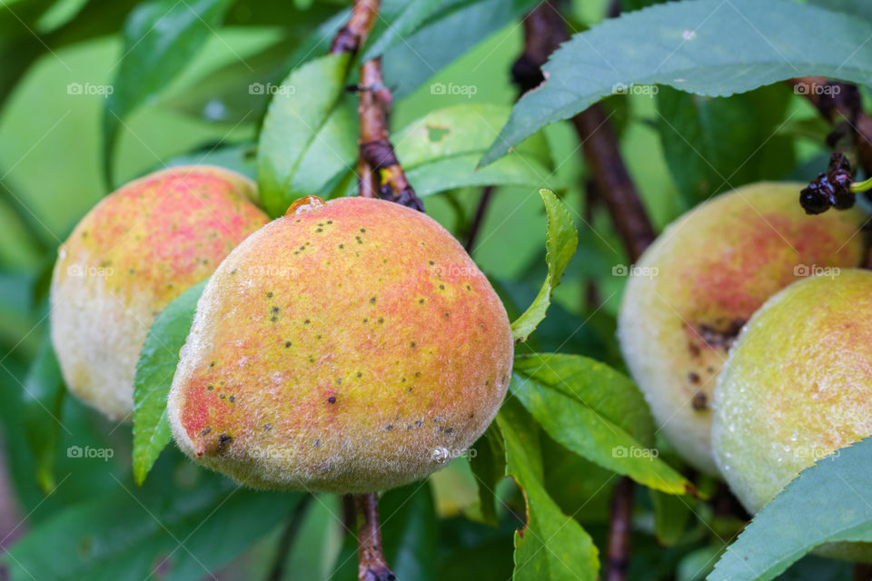 Horizontal closeup of an organic peach ripening on a tree with several other peaches in soft focus behind it