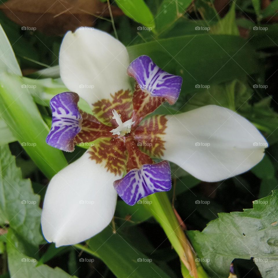 Brazilian iris is the messenger of love