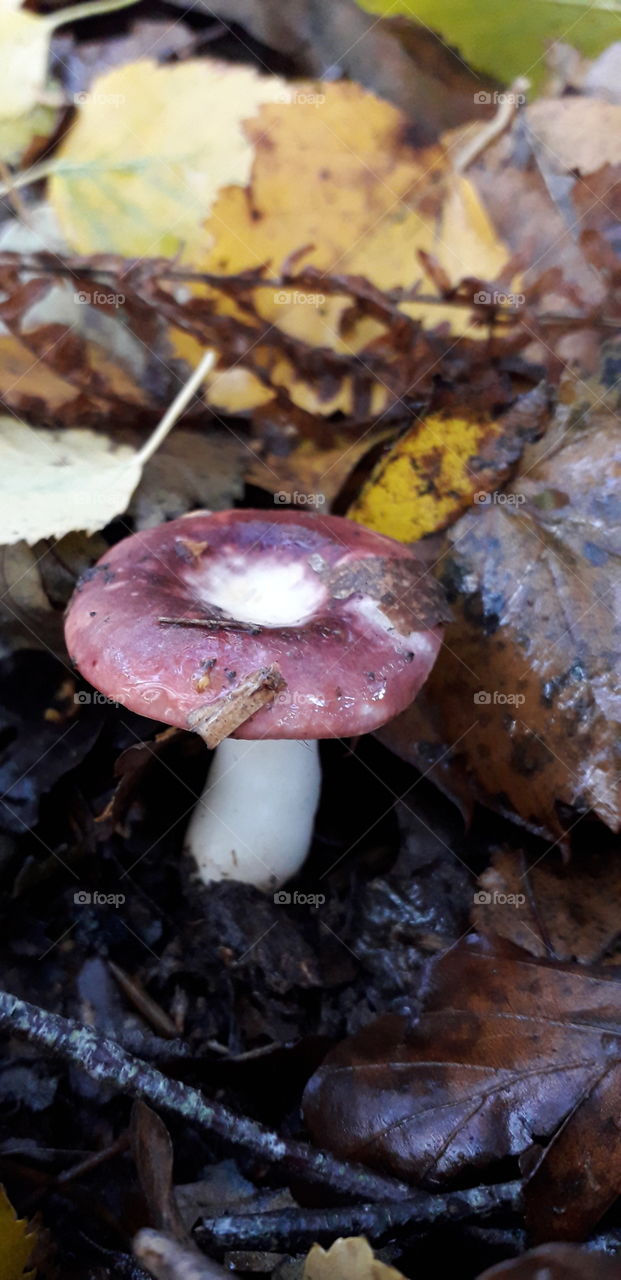A red white russula mushroom