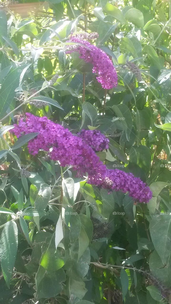 Butterfly bush bloom