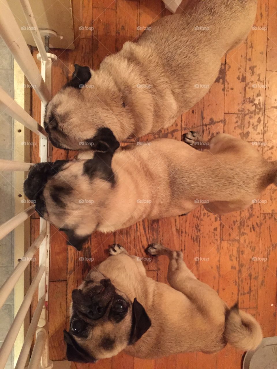 3 little pugs. 3 little pugs