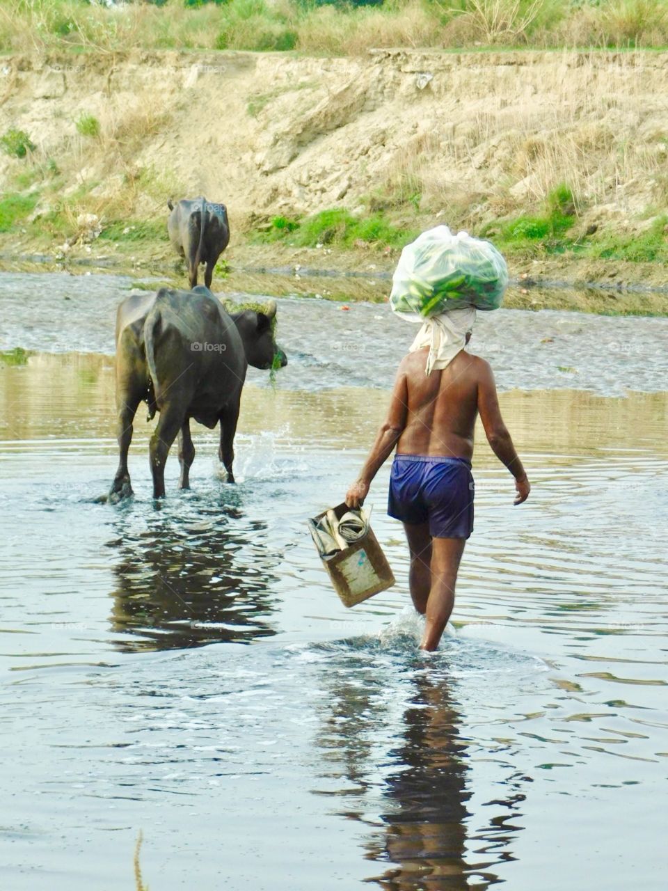 A man is crossing the lake to get home early this is the countryside in India an ancient way of surviving 