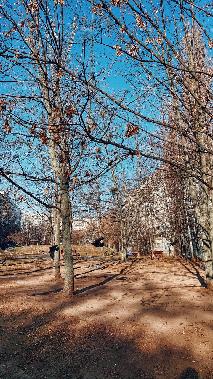 crows in flight, uneaten photo on the phone