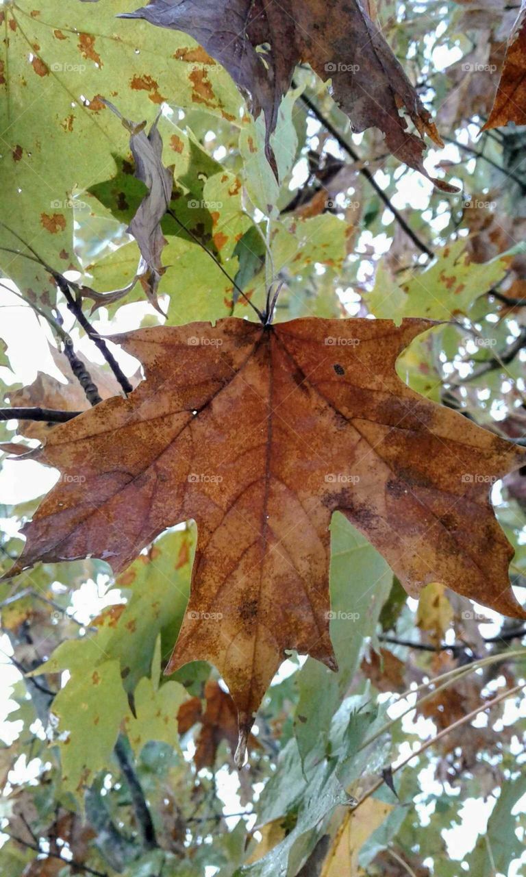 Fall Leaf