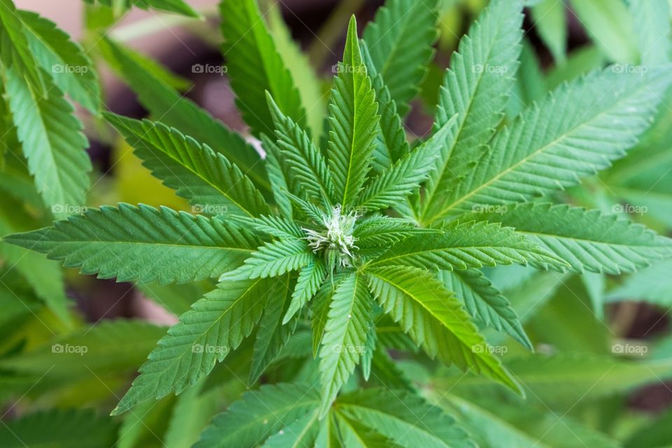 hemp plant in the pot