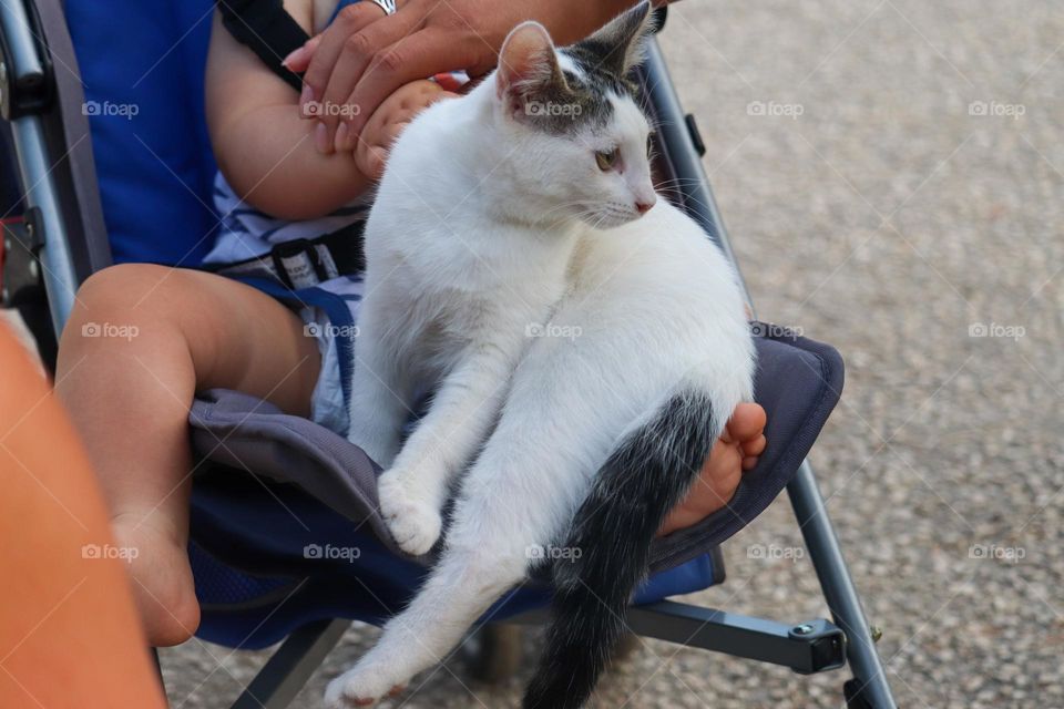 Cat sitting at a child will chair at the child's foot - animal portrait