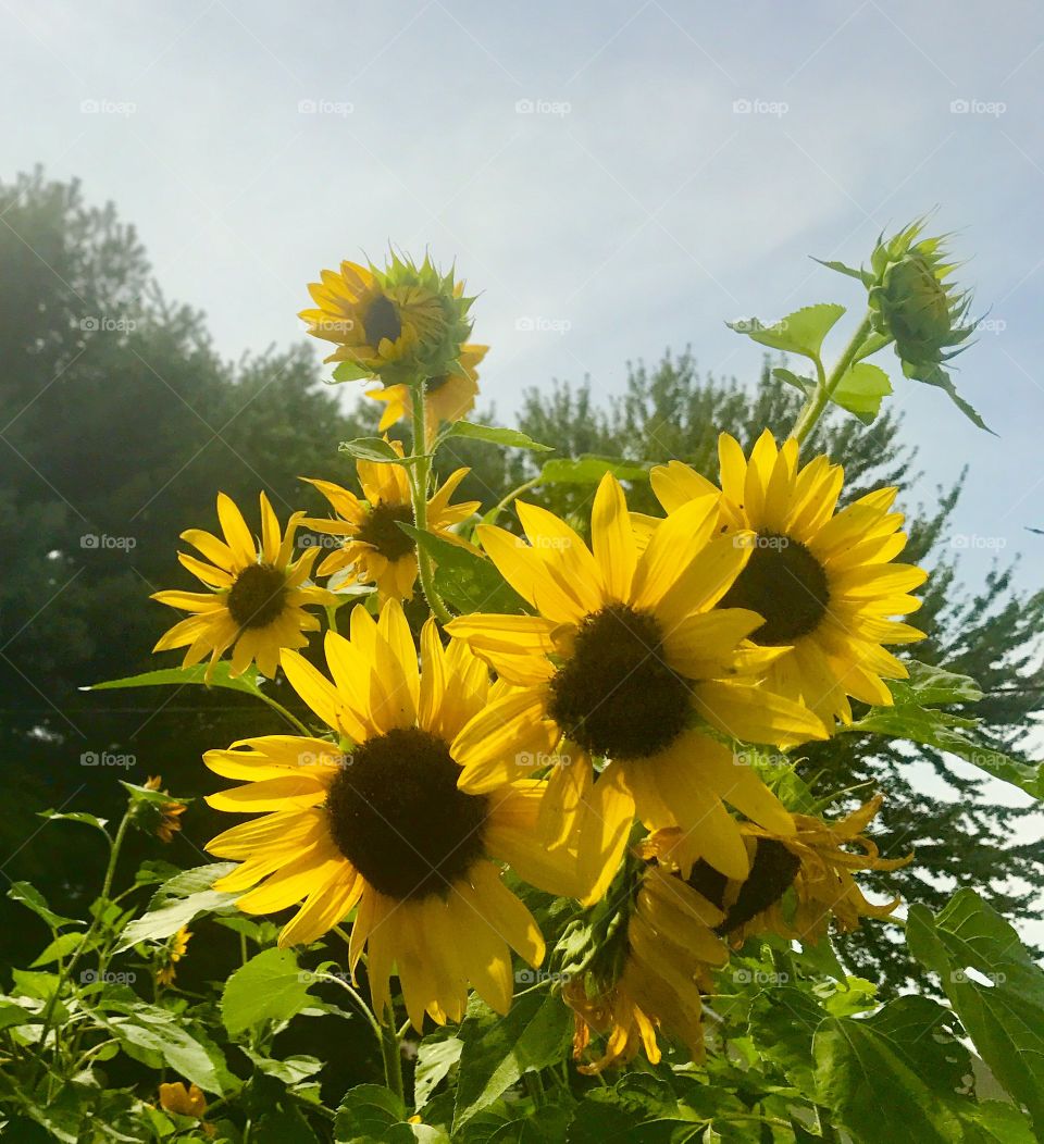 Trio of Sunflowers