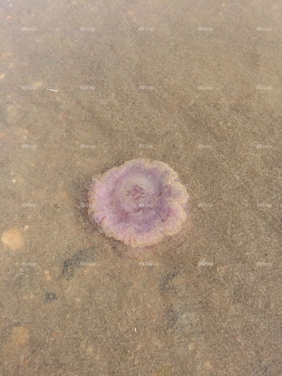 Jellyfish 