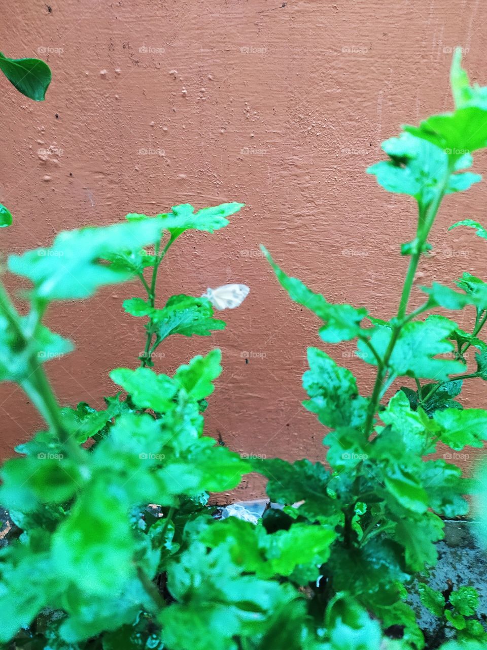 The little white butterfly hovering over plants even during heavy showers