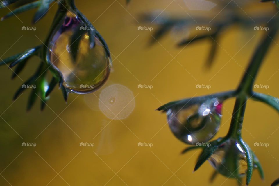 Plant#nature#water#drops#details