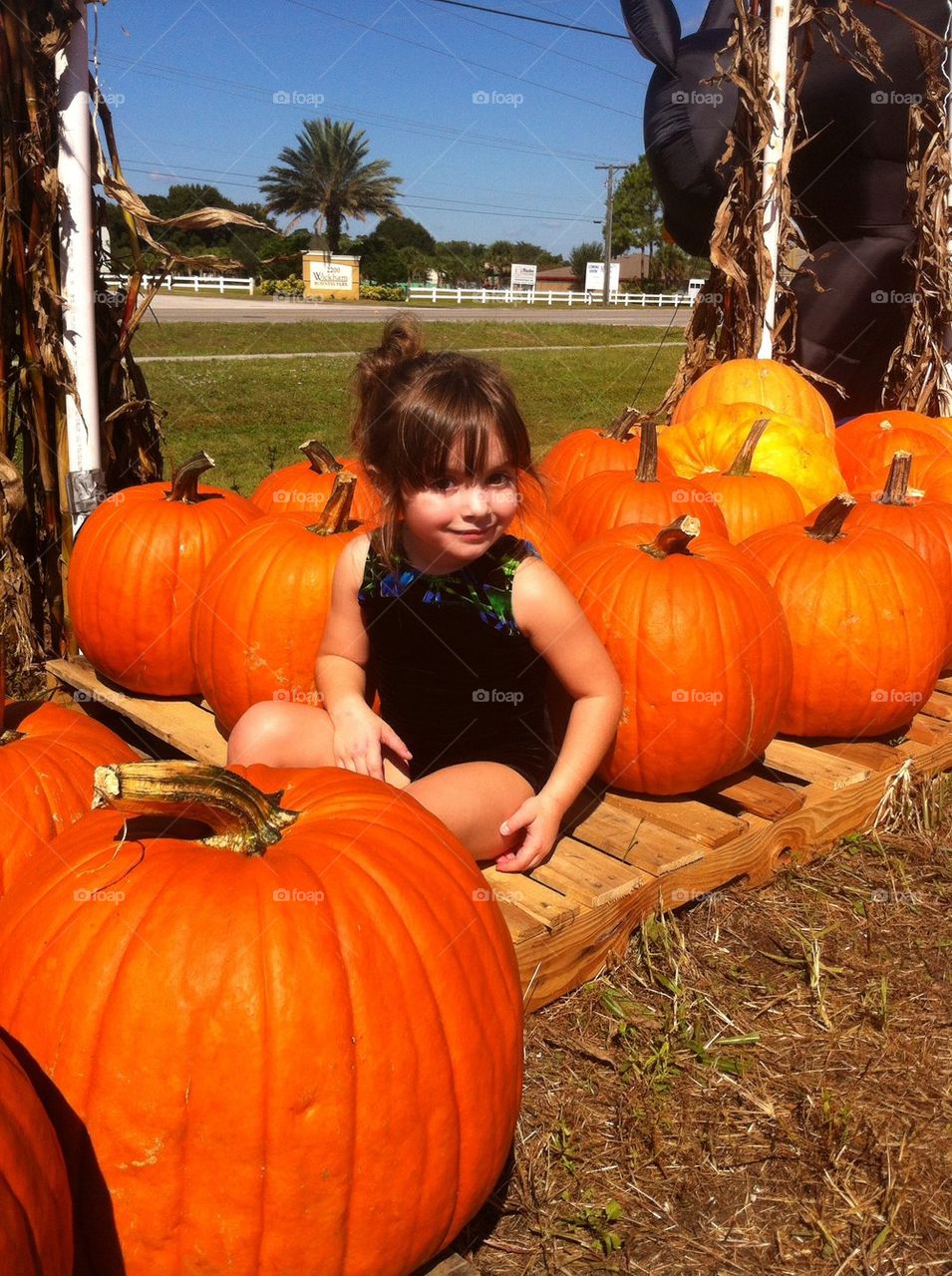 Pumpkin Patch