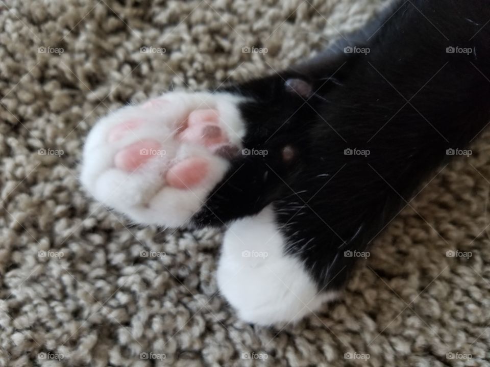 Pretty paws