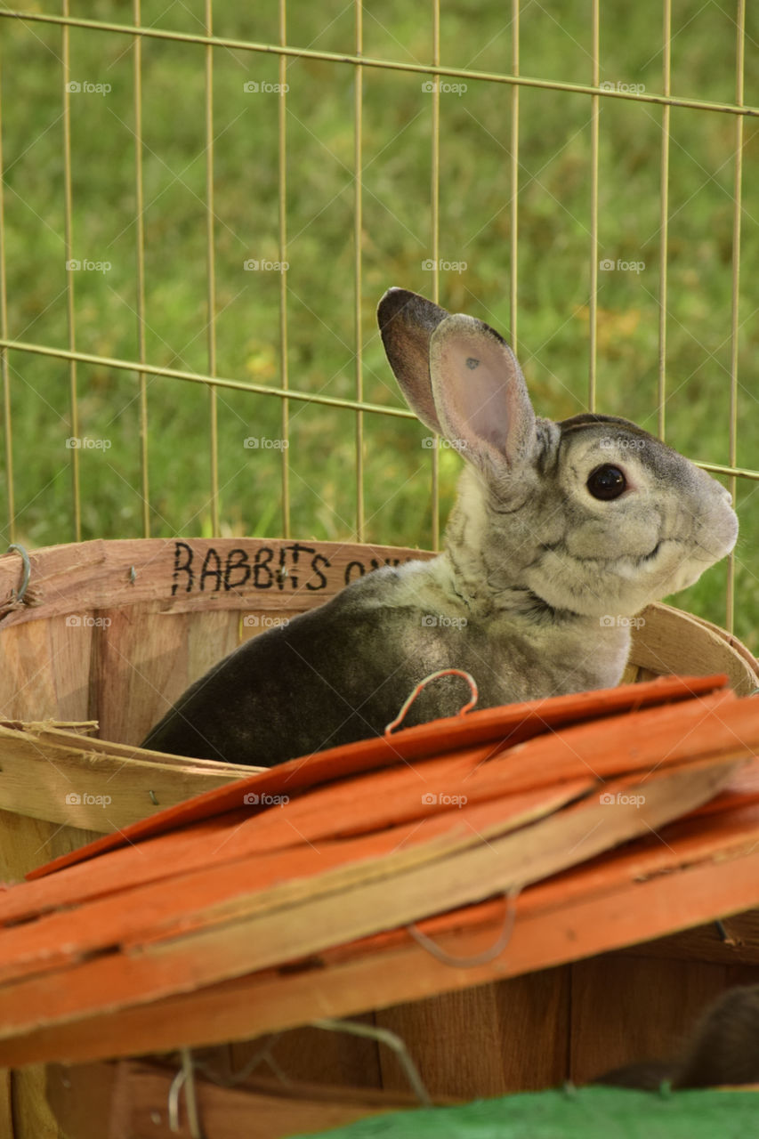 Rabbit lookout