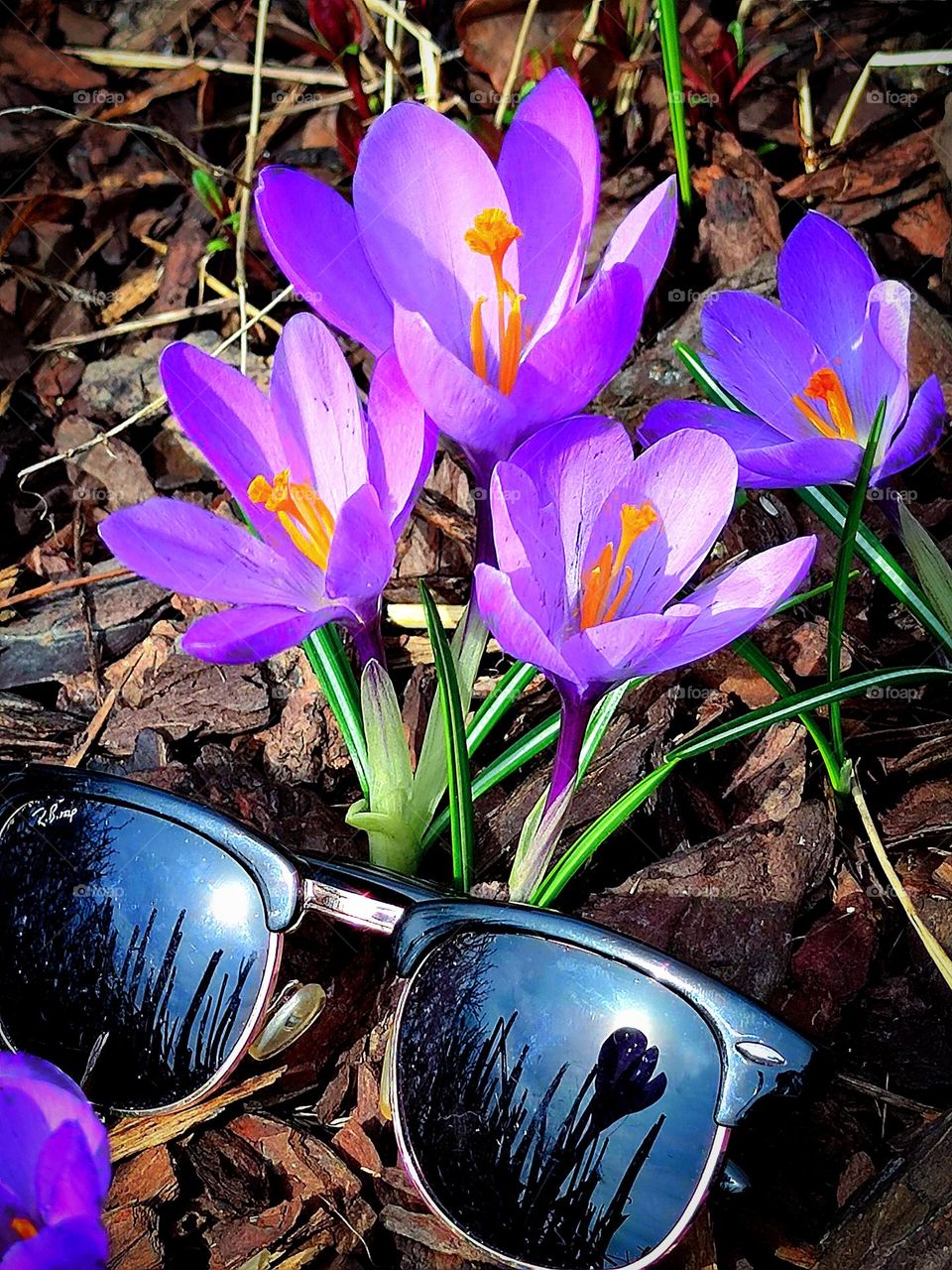 Spring.  Purple crocuses.  Nearby lie sunglasses that reflect crocuses and the sun