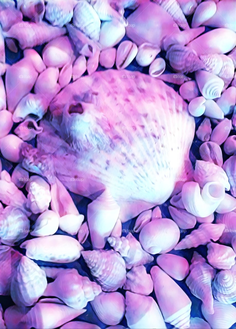 retro seashells