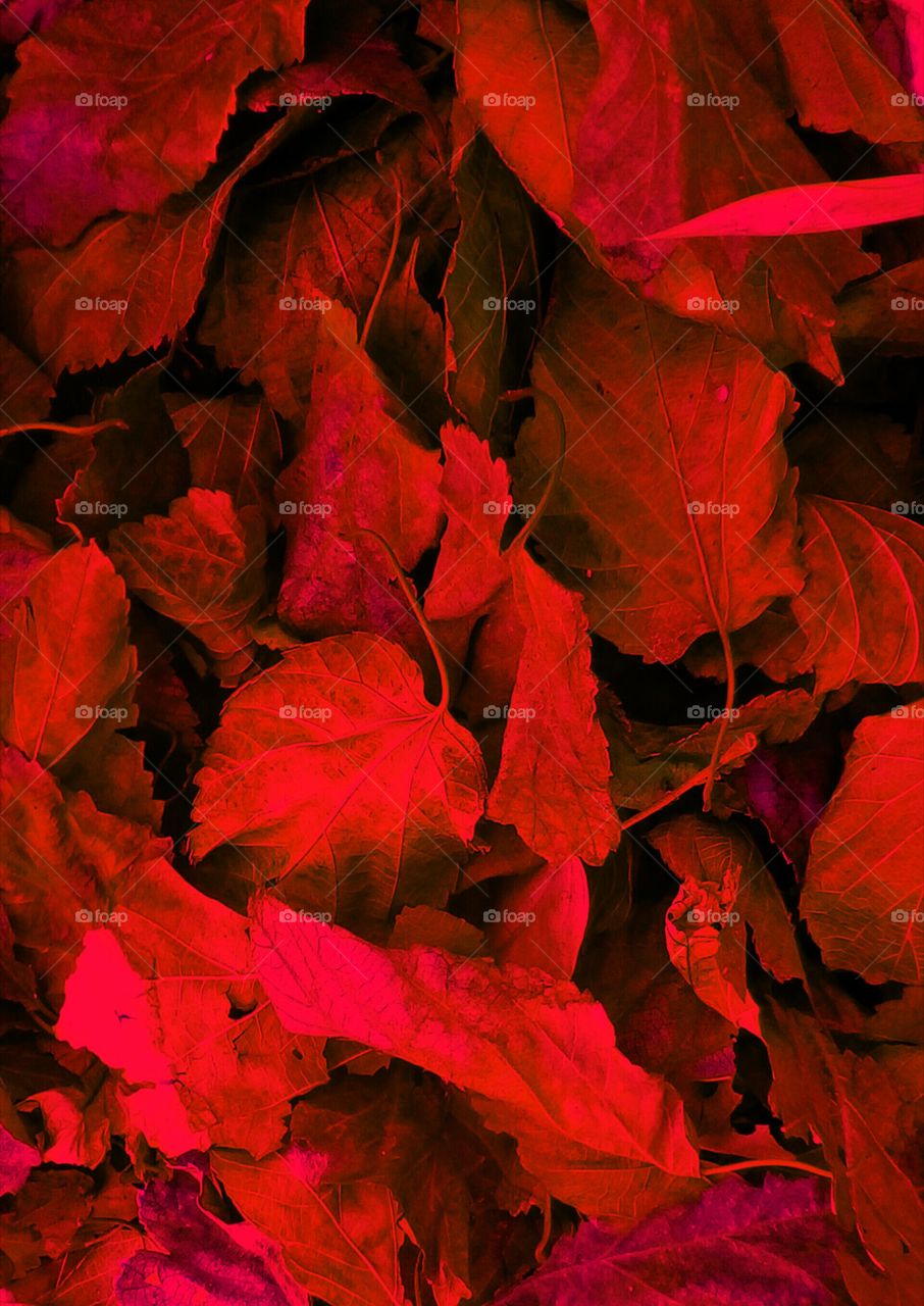Abundance of red fall vibrant leaves