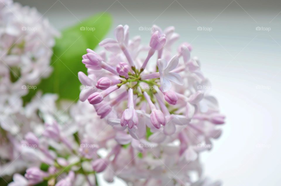 beautiful lilac purple flowers spring nature