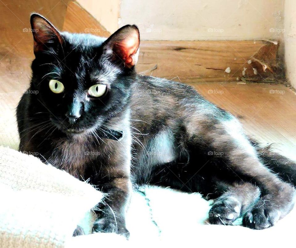 bonita mirada gatuna