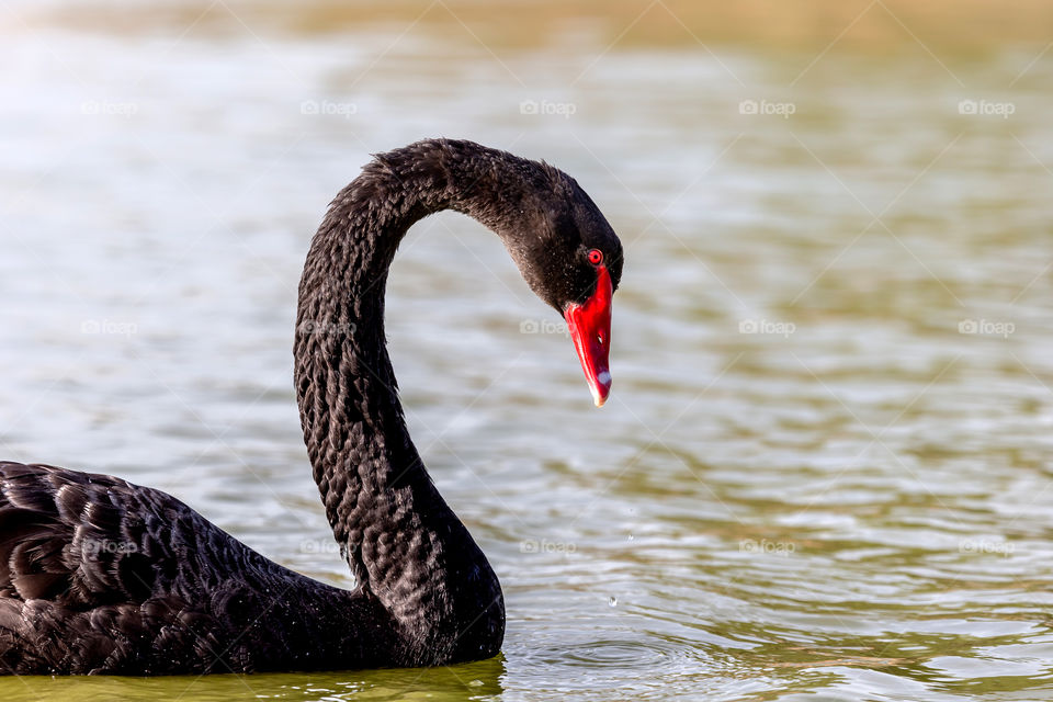 Gorgeous black swan in the lake, closeup