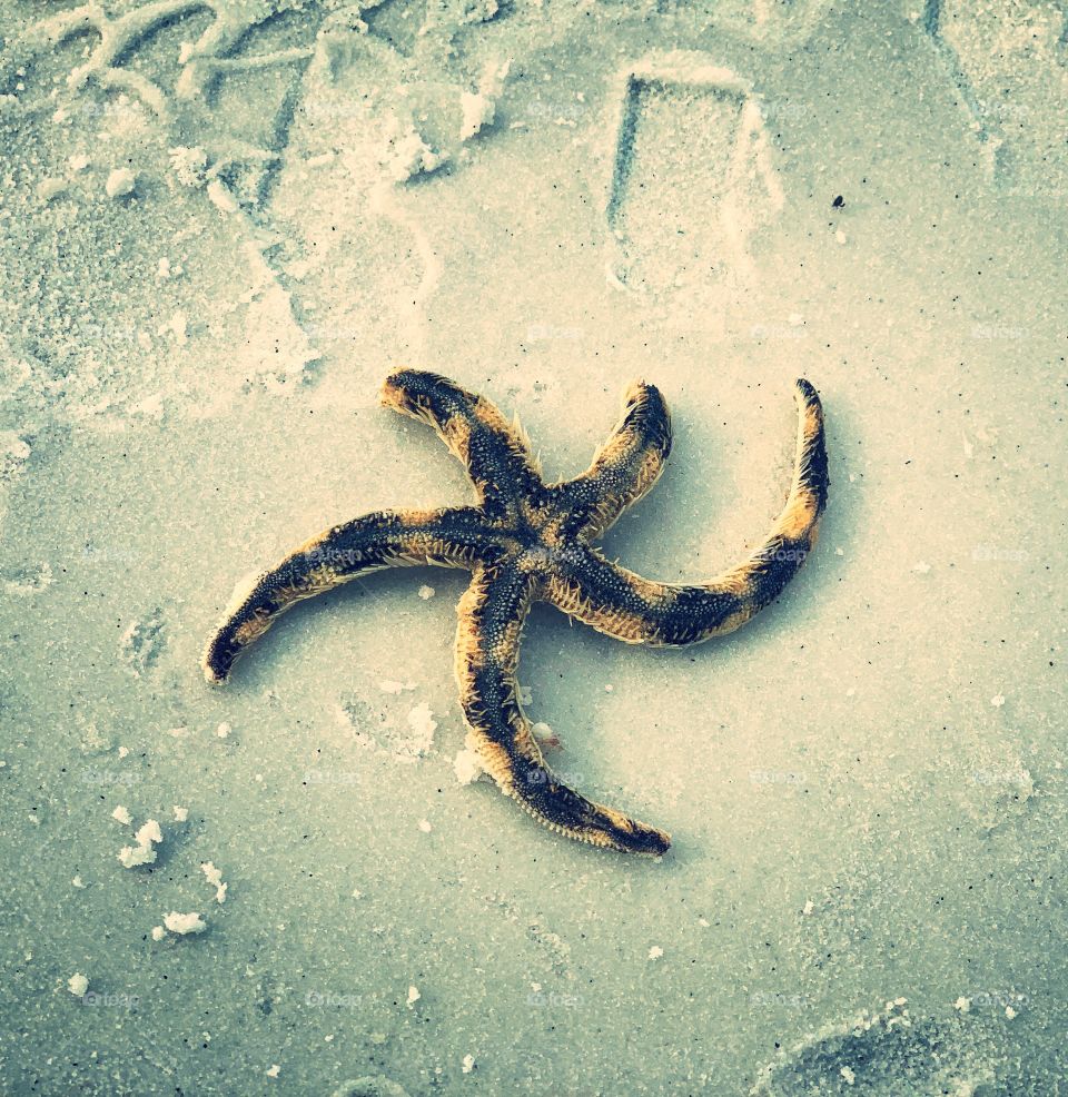 Starfish
