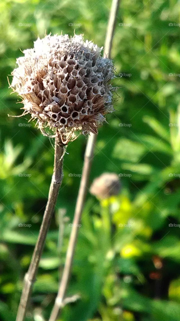 A seed pod from last years flowers