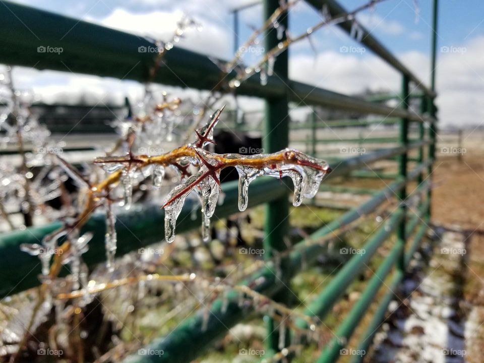 Icy Thorn Tree