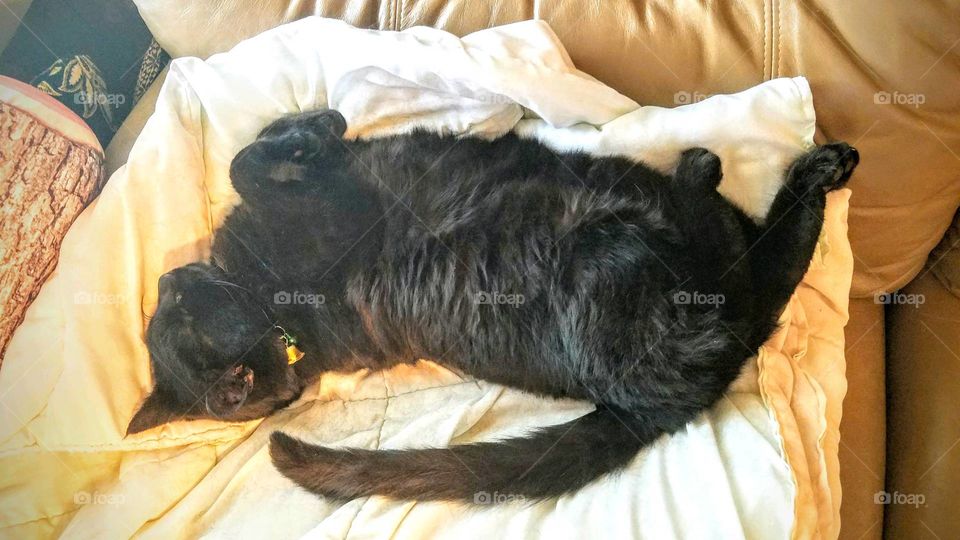 Black cat laying on her back with her blanket on couch. All four paws folded up looking very comfortable🐾