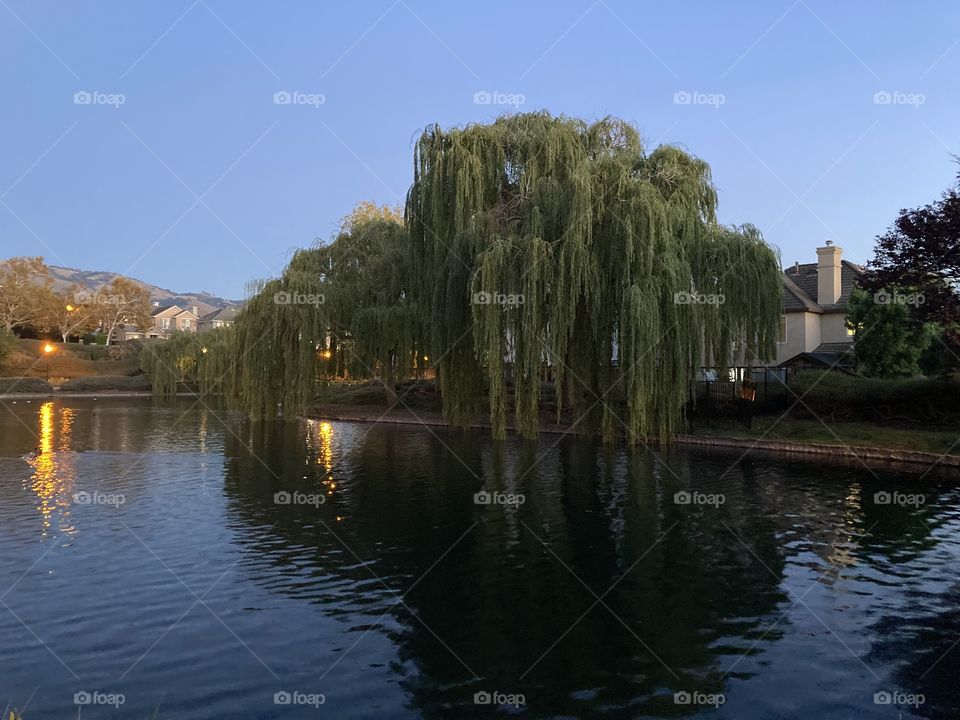 Willows by a city pond