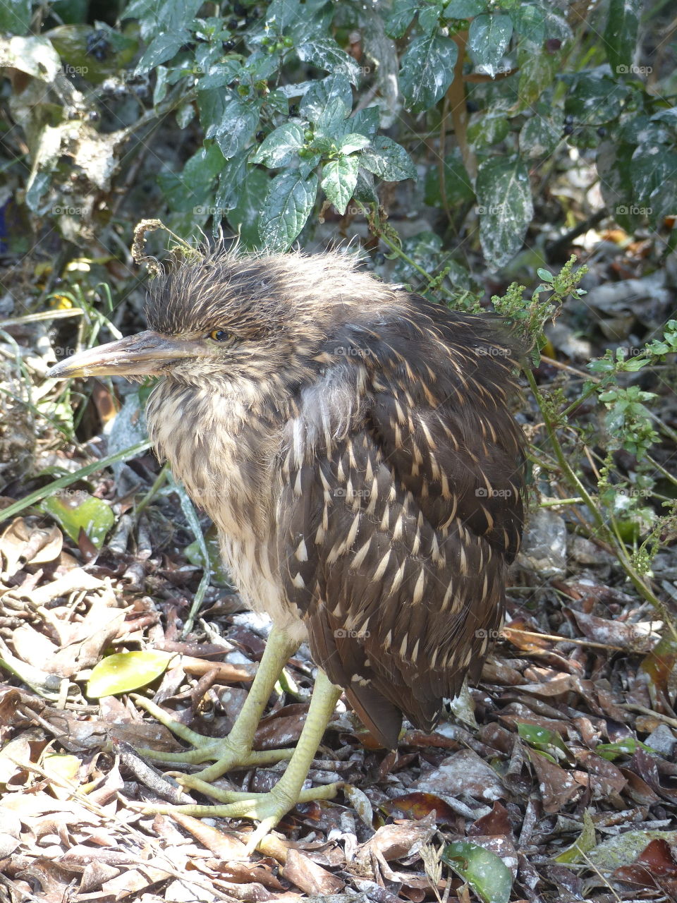  Baby night heron