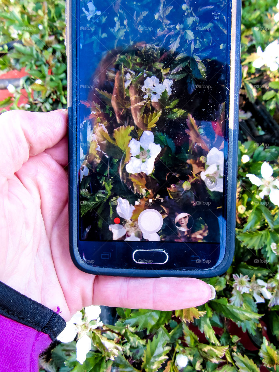 hand holding phone taking photos of wild flowers