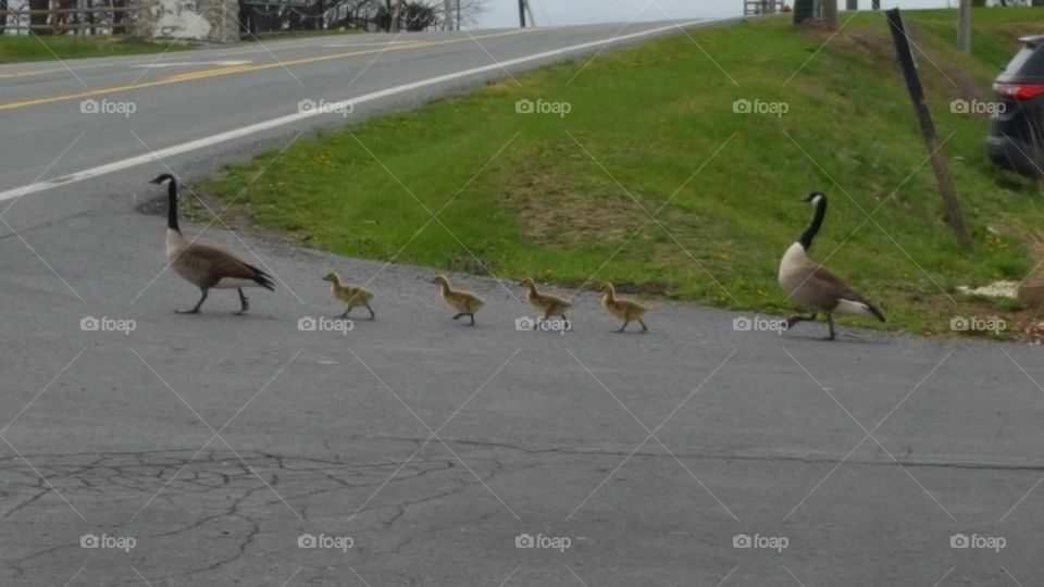 Animal crossing road street duck family babies bird goose no person wildlife