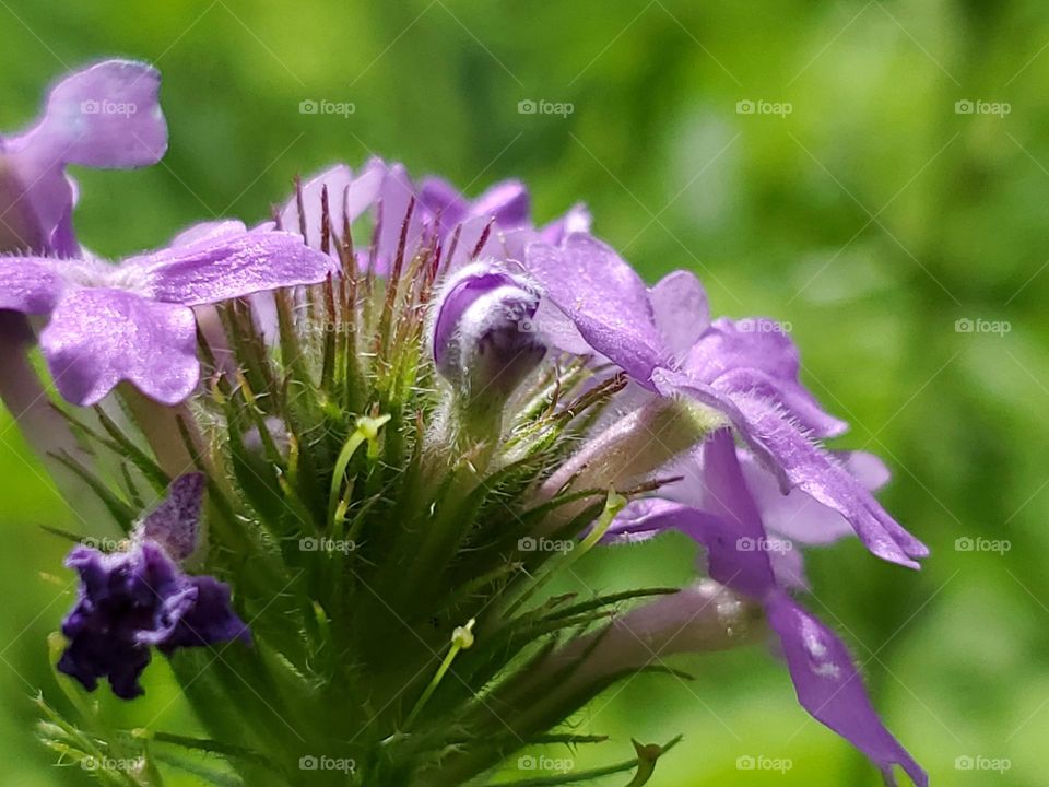 Closeup of a wild purple verbena cluster flowers beautifully illuminated by sunlight.