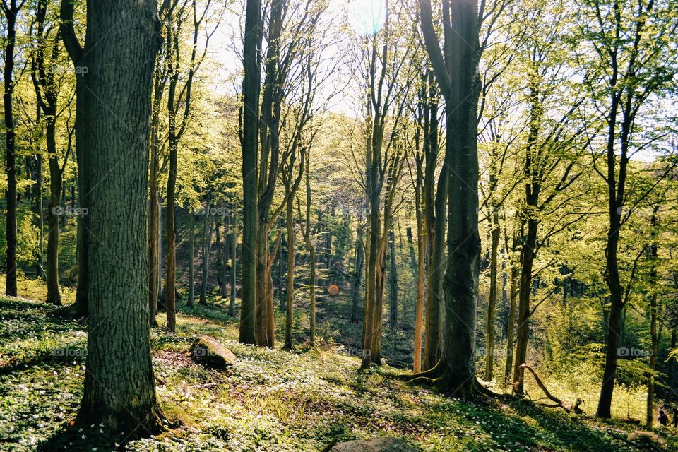 Wood, Tree, Fall, Leaf, Landscape