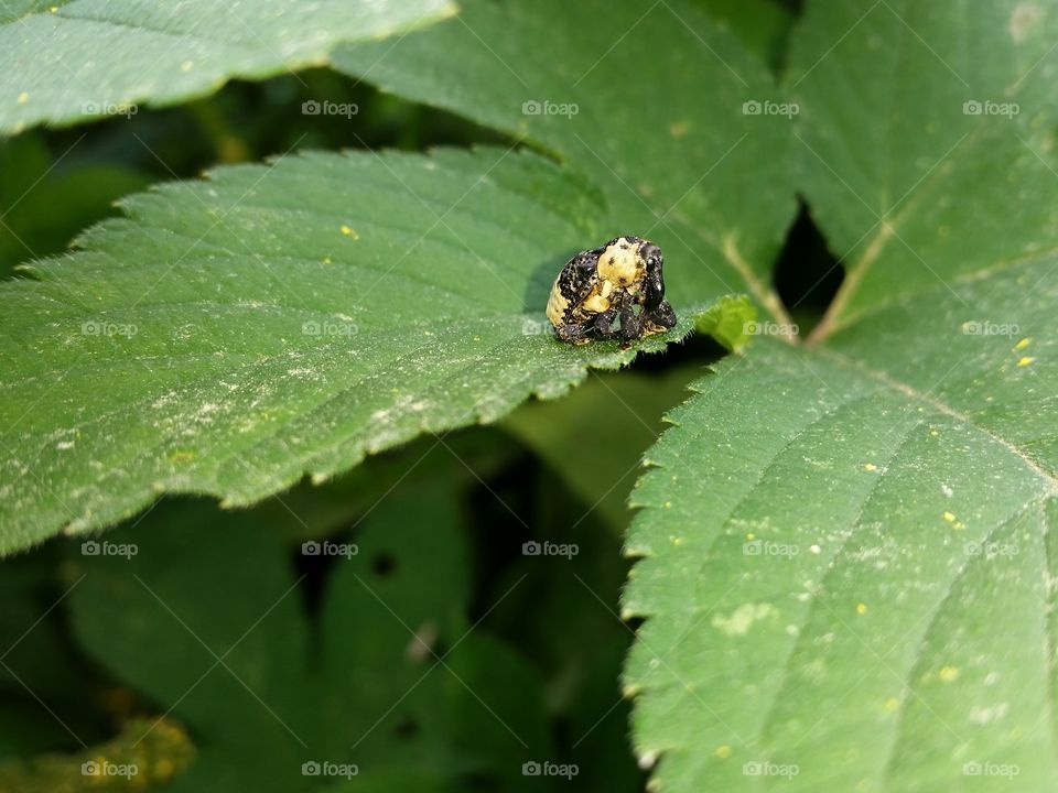 White-tailed Wilson's storm weevil