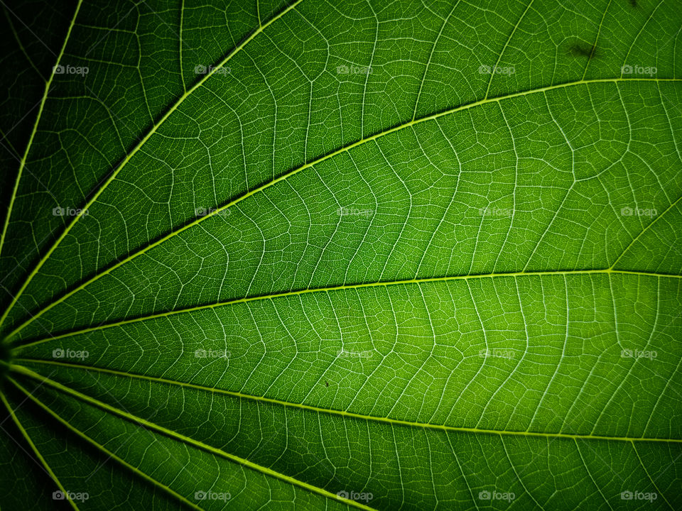 Abstract form of leaf veins, beauty in nature, green nature background