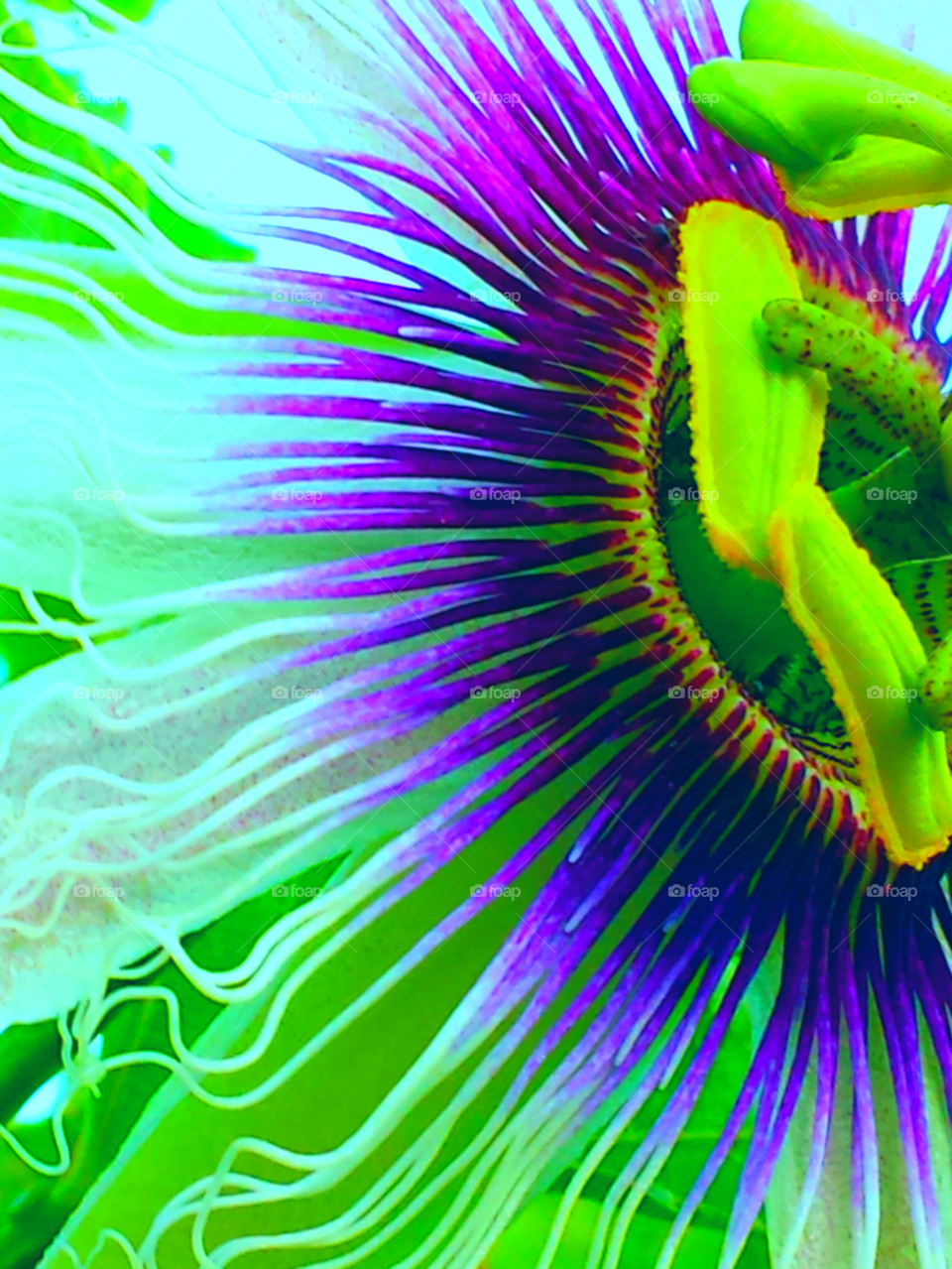 "Passion Flower Beauty"