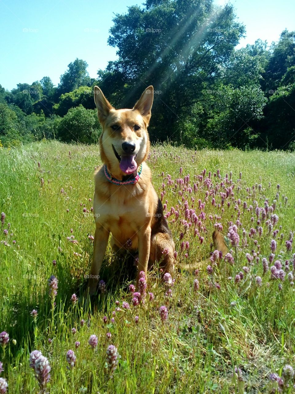 purple flower field