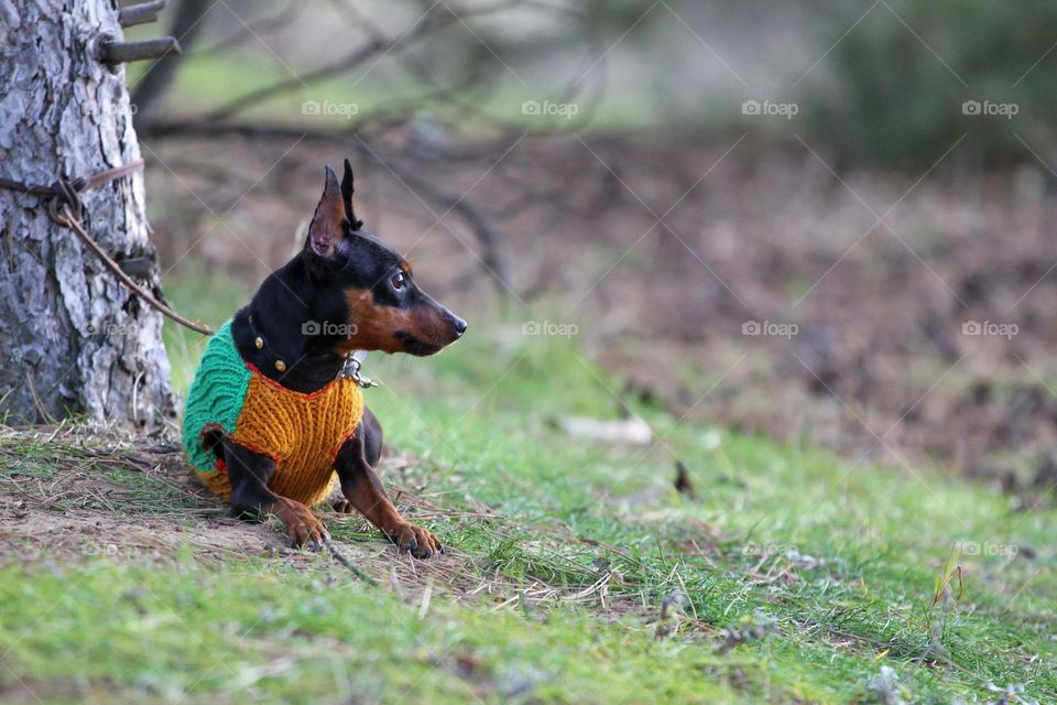 Miniature pinscher dog in the coniferous forest